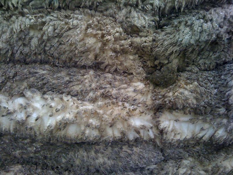 Wet Salted Merino Sheep Hides